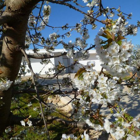 Il Giardino Dei Ciliegi - Turi Panzió Kültér fotó