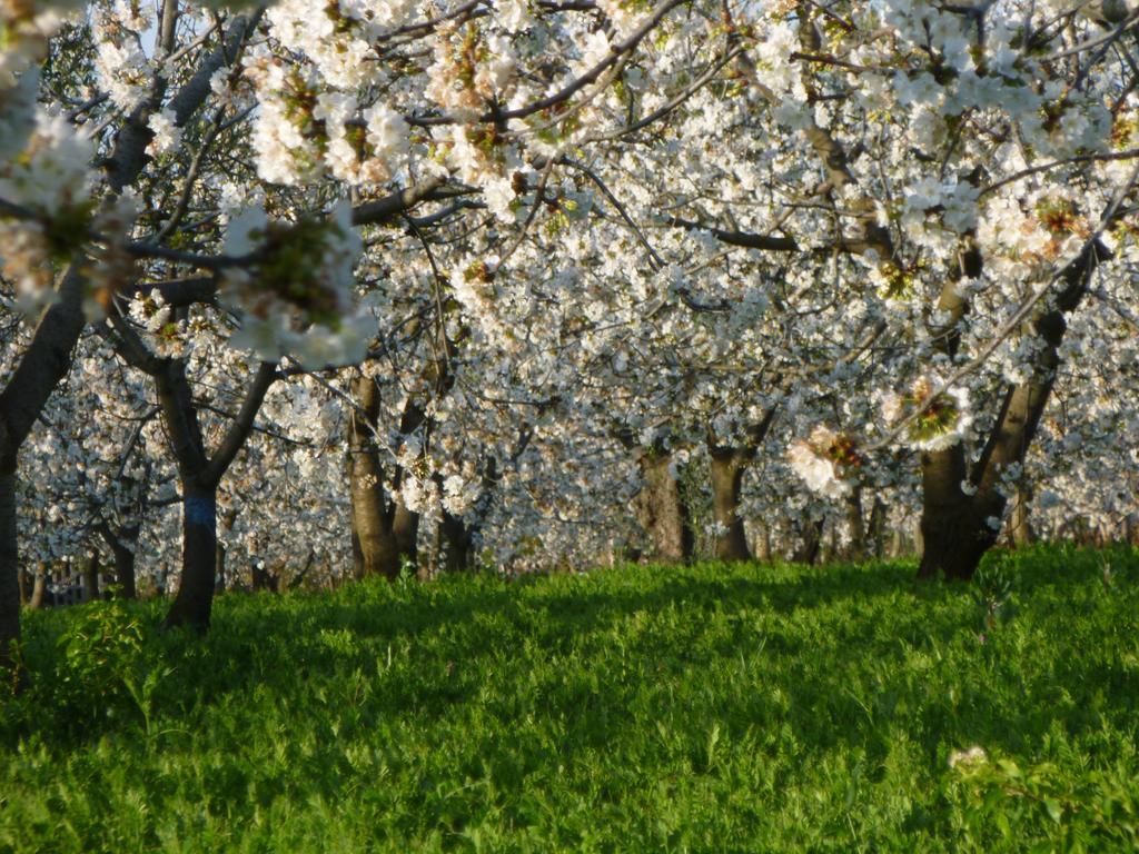 Il Giardino Dei Ciliegi - Turi Panzió Kültér fotó